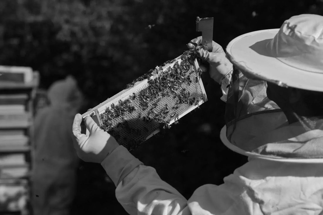 The Hidden Intelligence of the Hive
